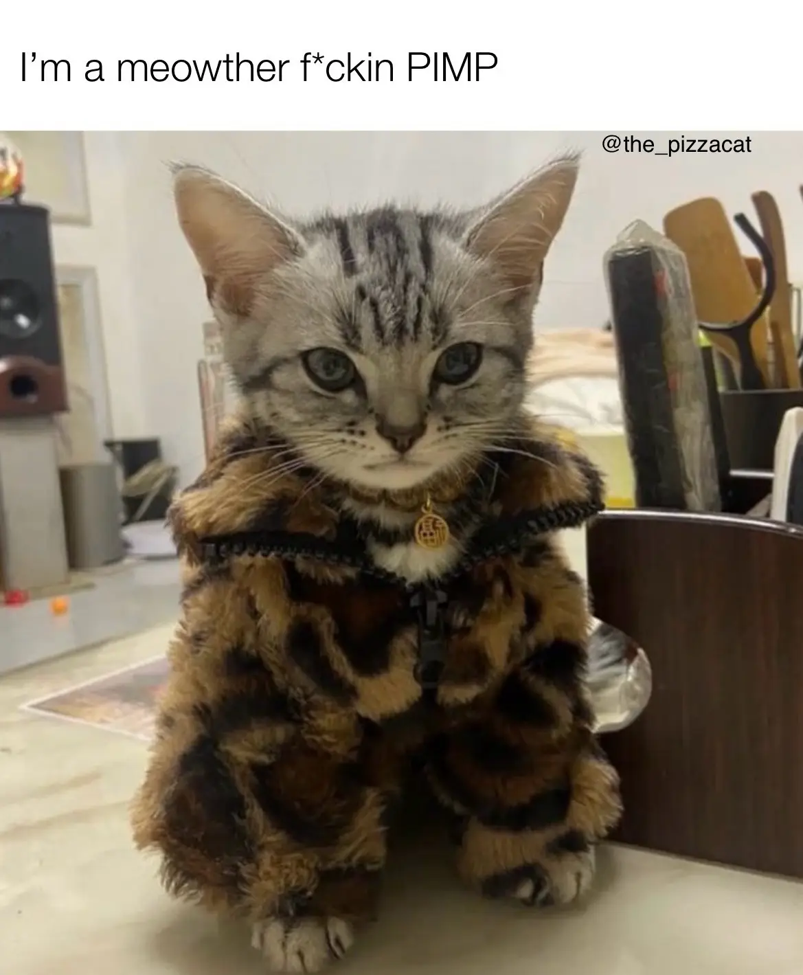 A small tabby kitten wearing a leopard-print faux fur jacket with a zipper and a gold pendant, sitting upright on a…