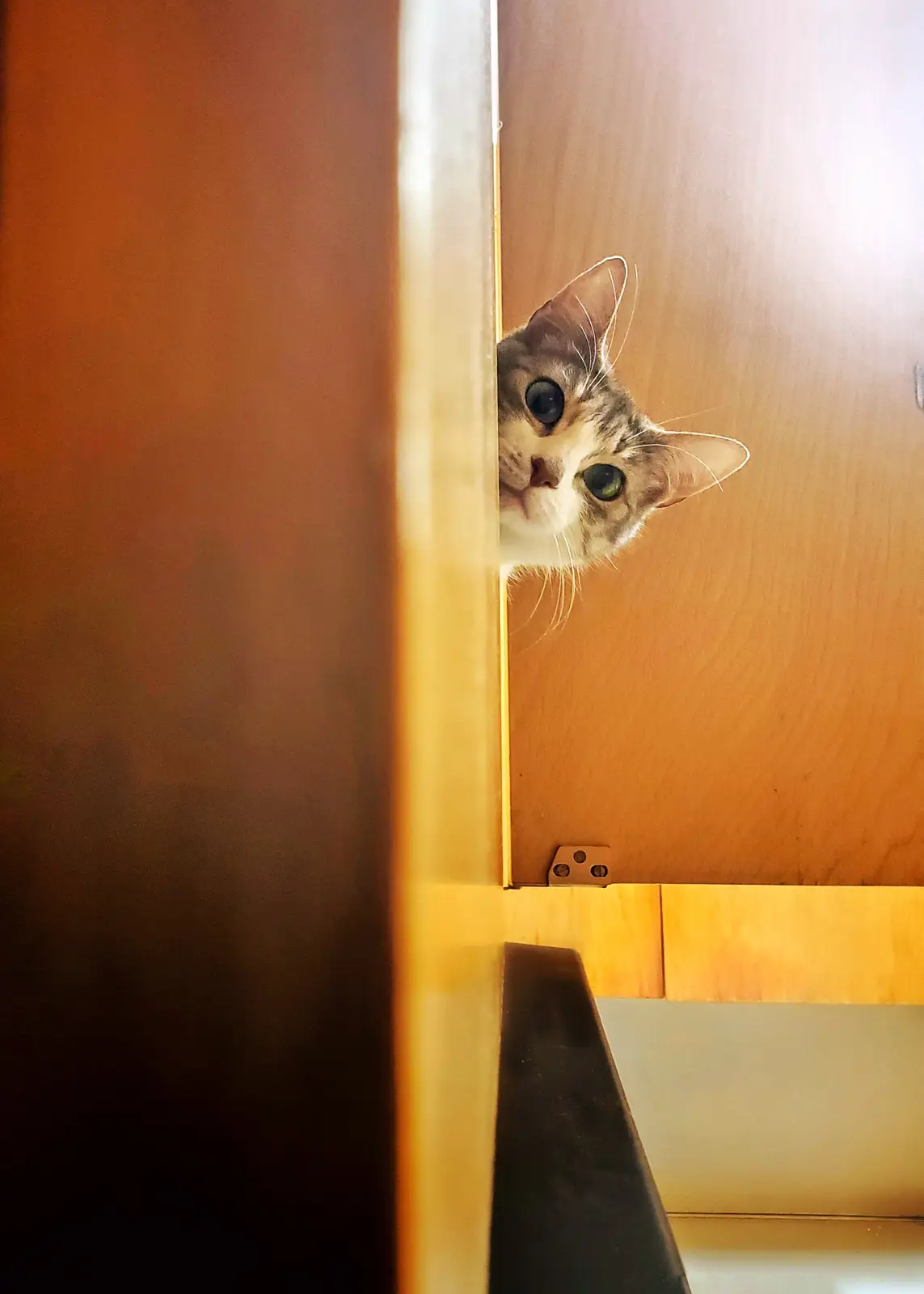 A tabby cat with wide, curious eyes peeks out from behind a partially open wooden door, its face framed by the door's edge…