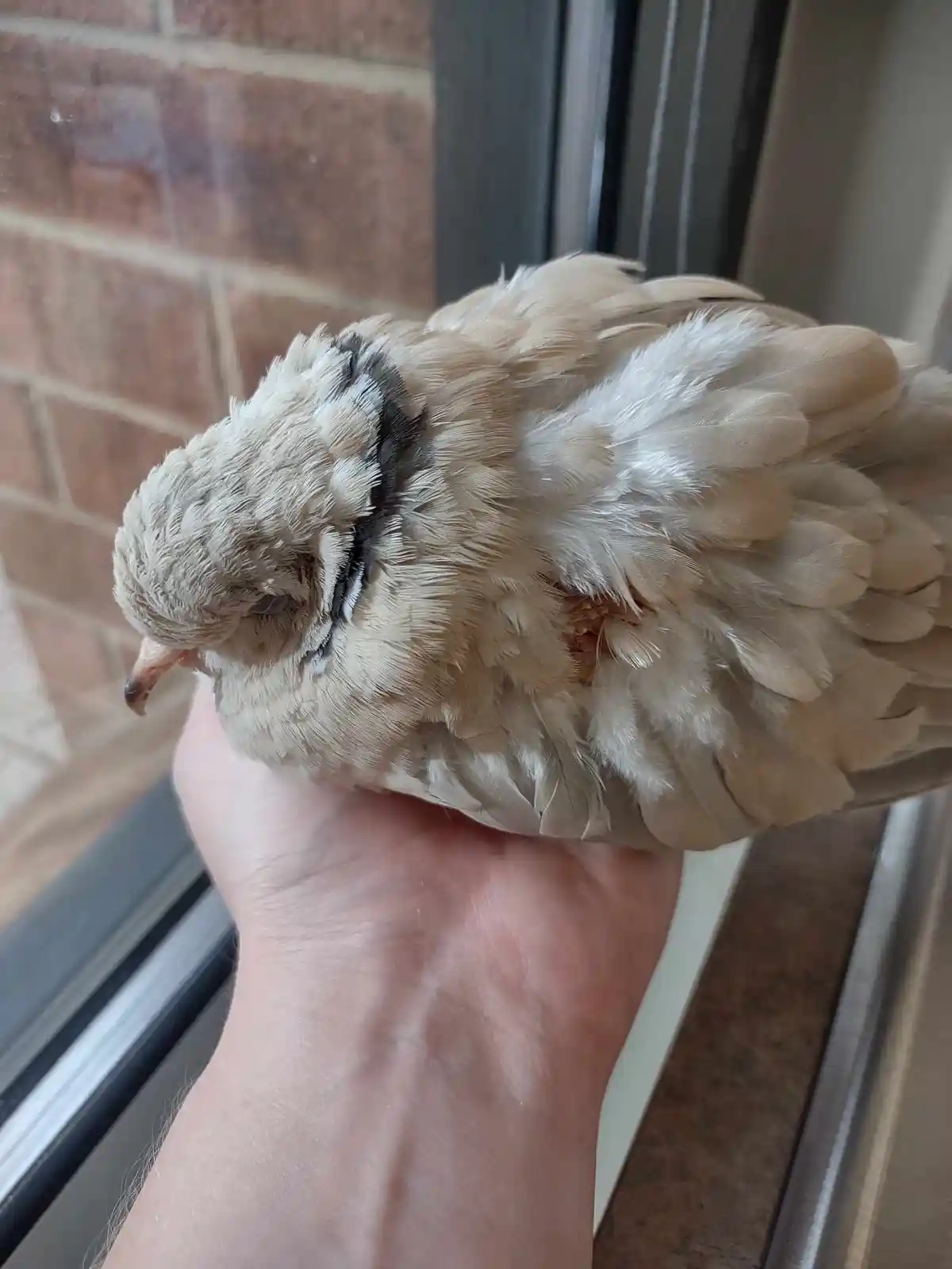 A small, light-colored bird with a black eye stripe is curled up and sleeping on a person's open palm, which is held near a…