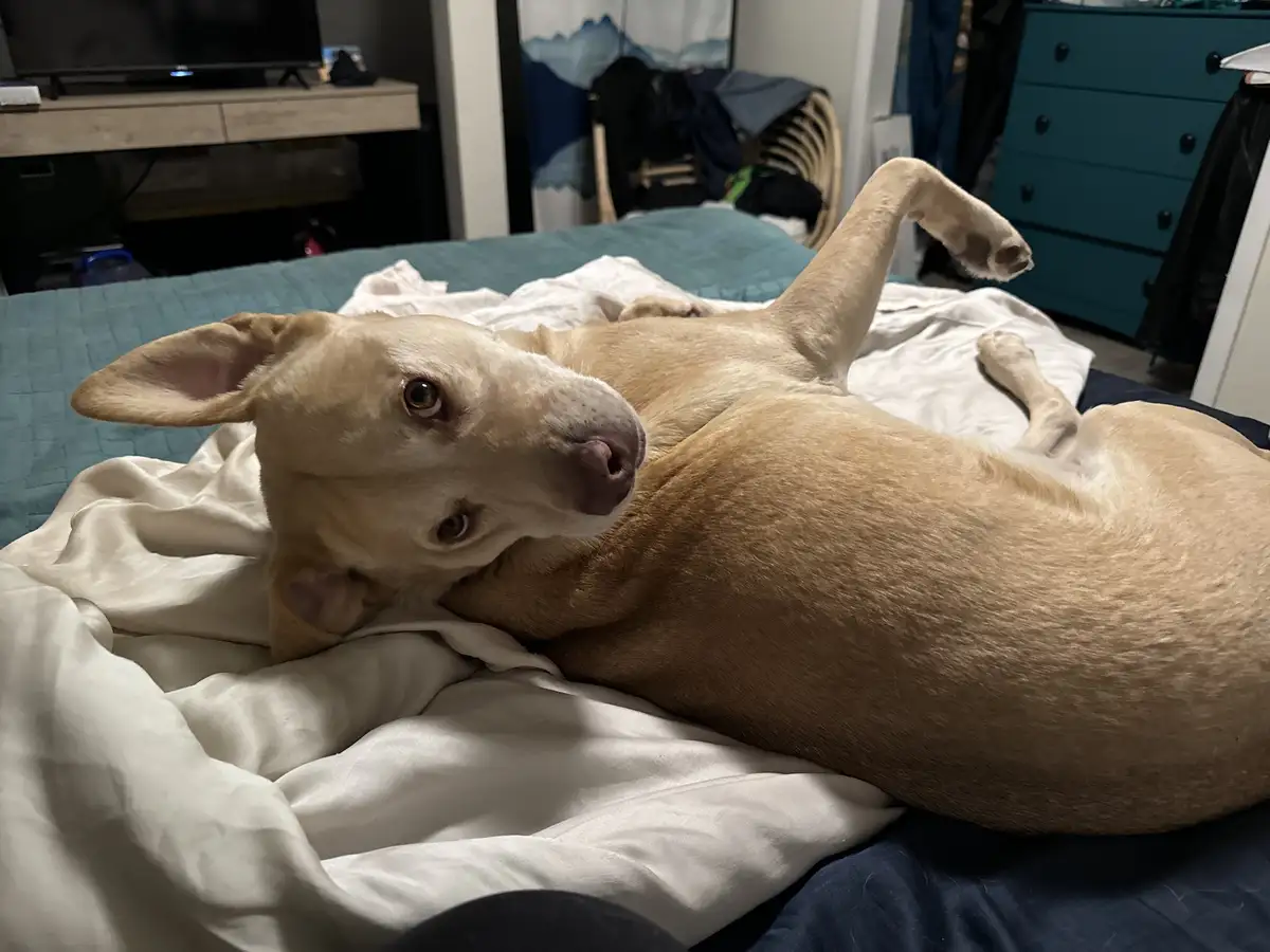 A light brown dog lies on its back on a bed with white sheets, one paw raised in the air, looking directly at the camera…