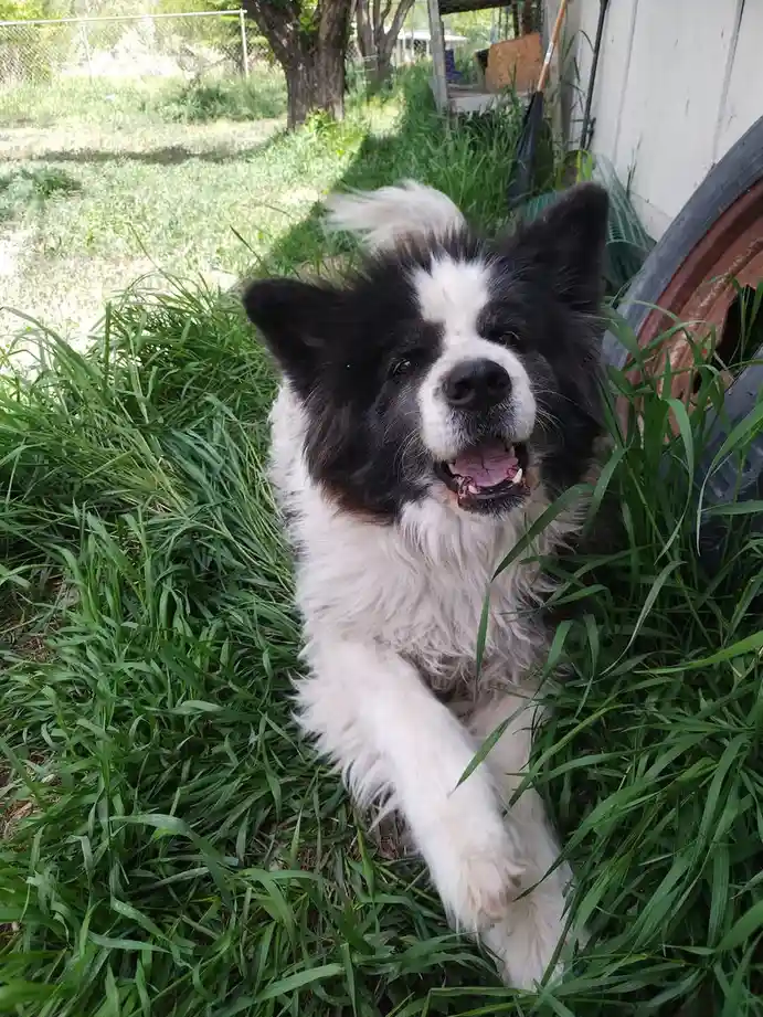 A black and white dog with a happy, panting expression is lying in tall green grass, one paw extended forward. The dog's…