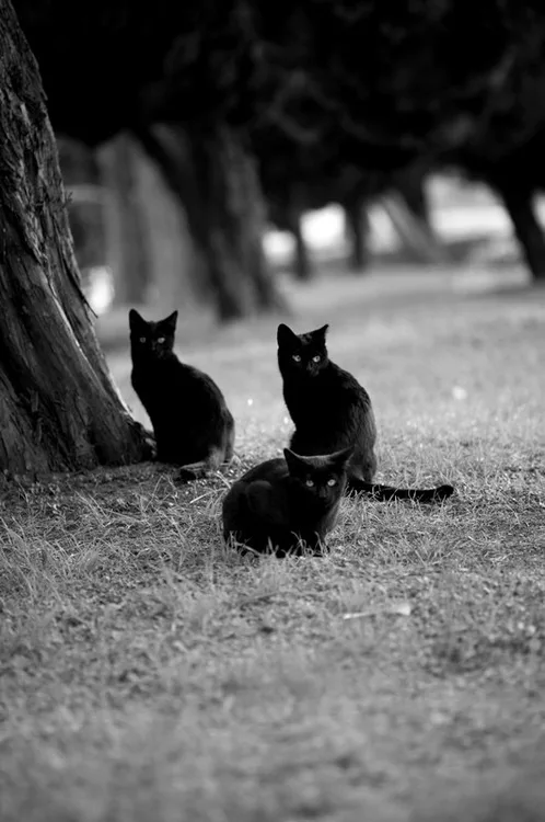 Three black cats are sitting in a row on grass near a tree trunk in a black-and-white photo. The cats are looking forward…
