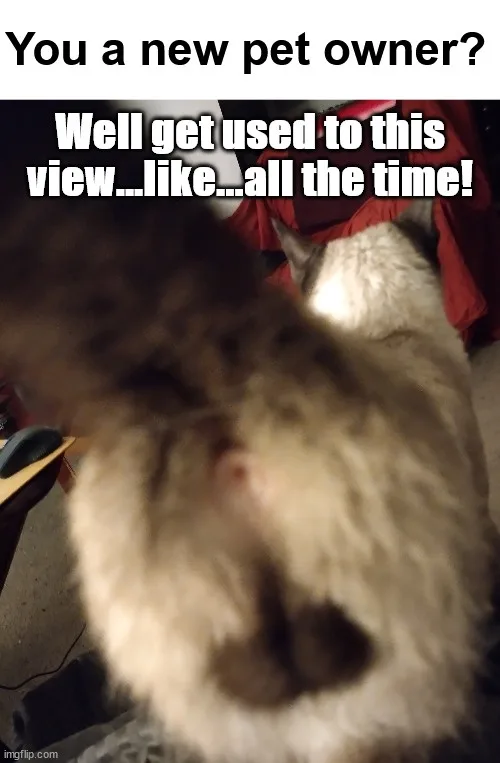 A blurry, close-up photo shows the fluffy backside of a cat, with its tail visible, looking directly at the camera. The cat…