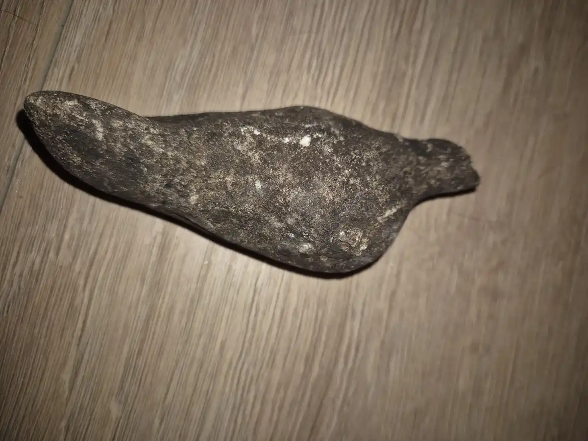 A dark, elongated, irregularly shaped rock with a rough, speckled surface lies on a light brown wooden floor with visible…