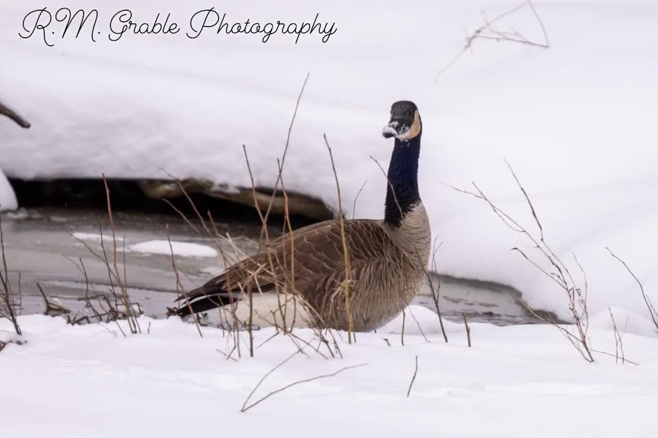 The Quirky Goose That Stole the Show