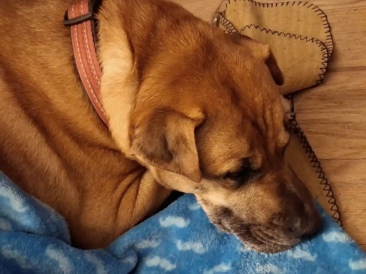 A close-up photo shows a brown dog with floppy ears sleeping peacefully on a blue blanket with white cloud patterns. The dog…