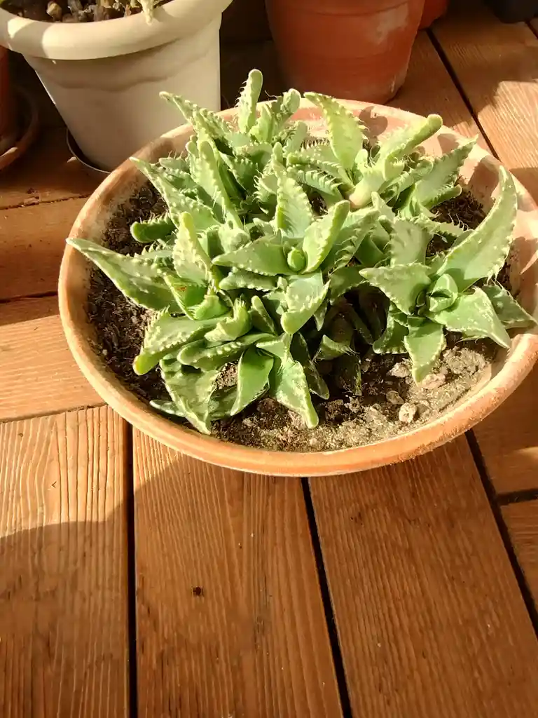 A close-up photo shows a green succulent plant with serrated, pointed leaves growing in a shallow terracotta pot. The pot…