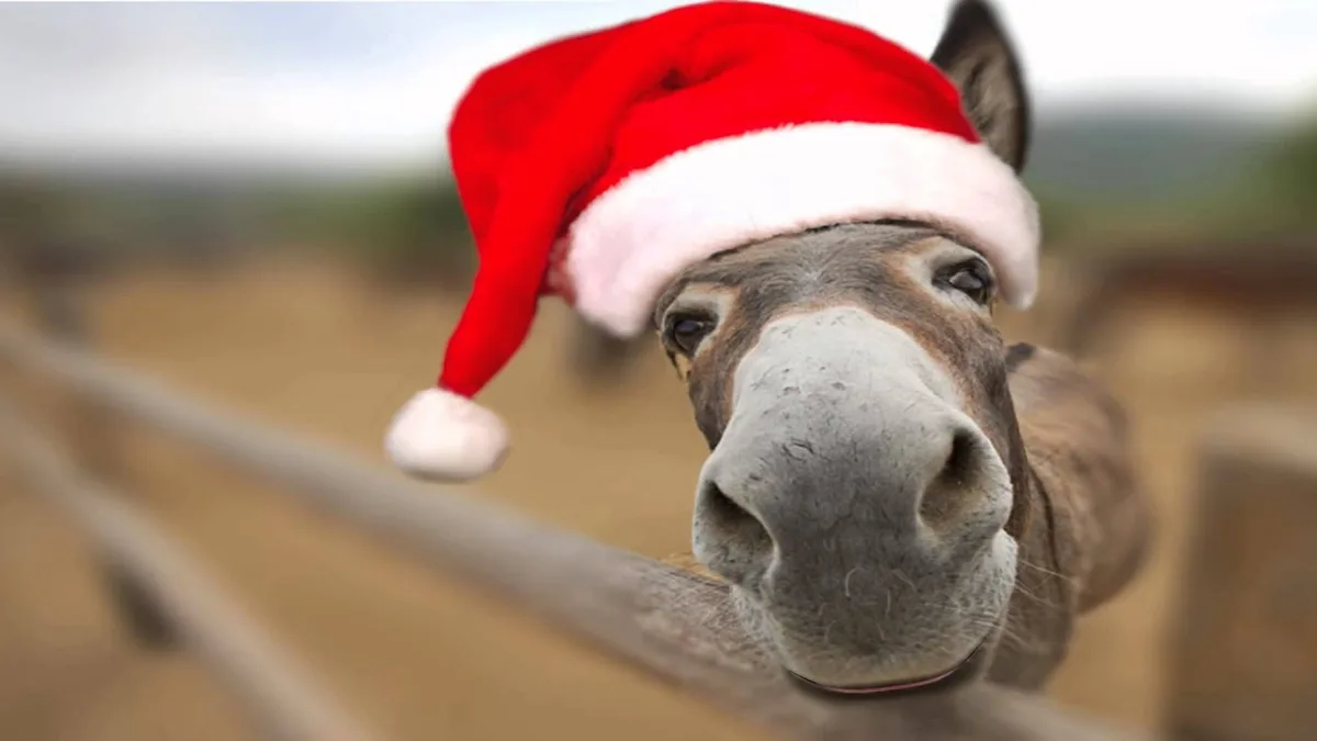 A close-up photo of a donkey with its head over a wooden fence, wearing a red Santa hat with white trim and a white pom-pom…