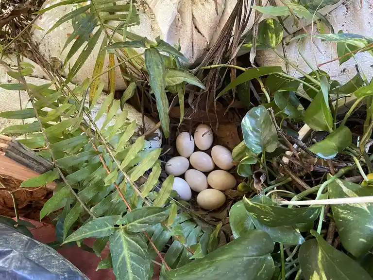 A close-up photo shows a bird's nest tucked among green ferns and other foliage, containing several light-colored eggs. The…