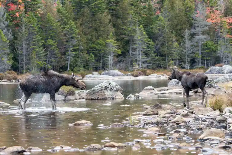 Two moose stand in a shallow, rocky river during a rain shower, facing each other with water splashing around them. The…