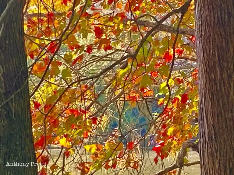 A photograph of autumn foliage with vibrant red, orange, and yellow leaves on tree branches, framed by two tree trunks. The…