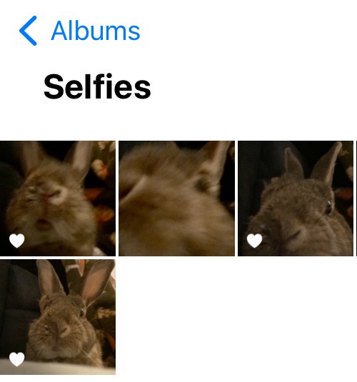 A phone album titled 'Selfies' displays four blurry or poorly composed photos of a brown rabbit, each with a white heart…