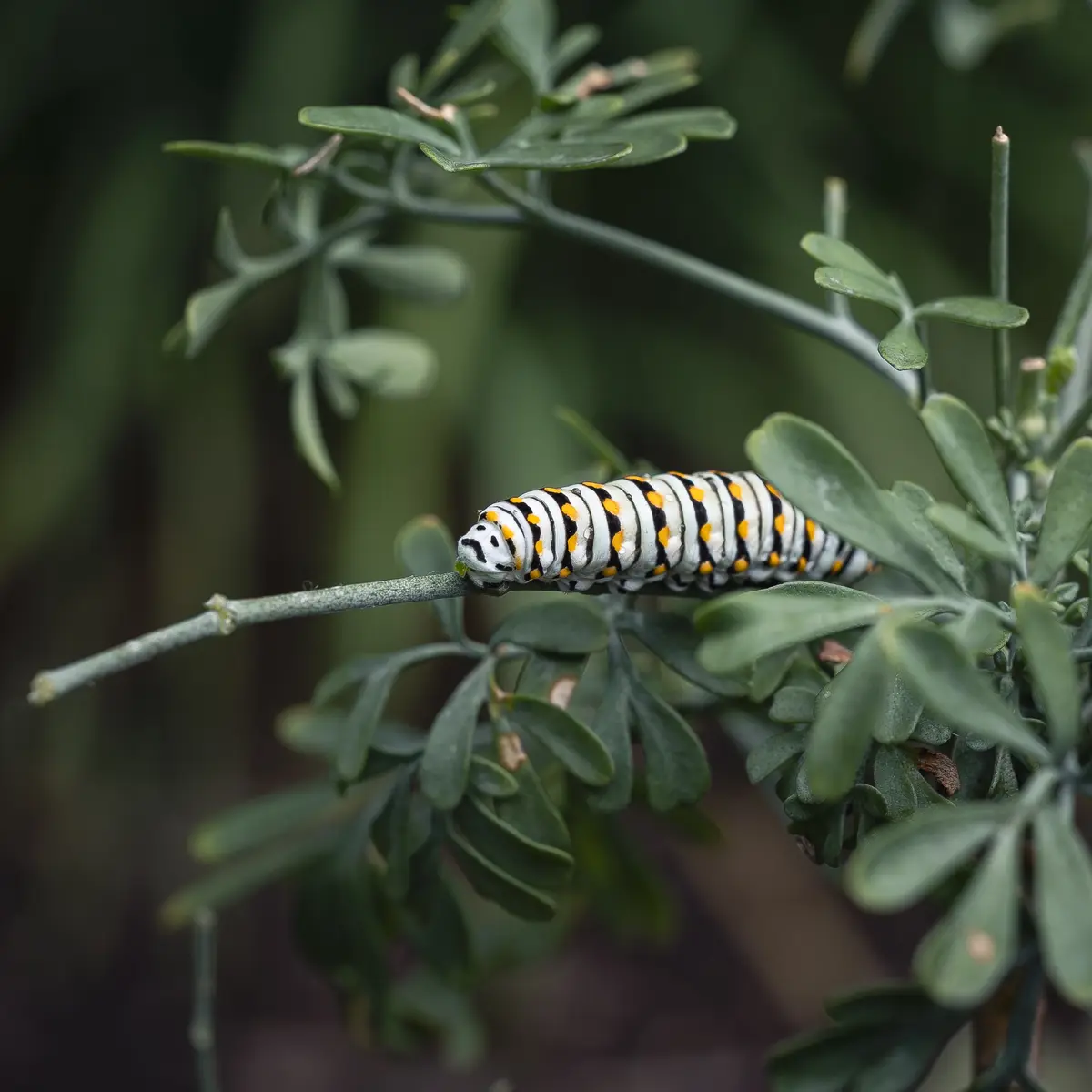 A close-up photo shows a white, black, and yellow striped caterpillar crawling on a green leafy branch. The image has…