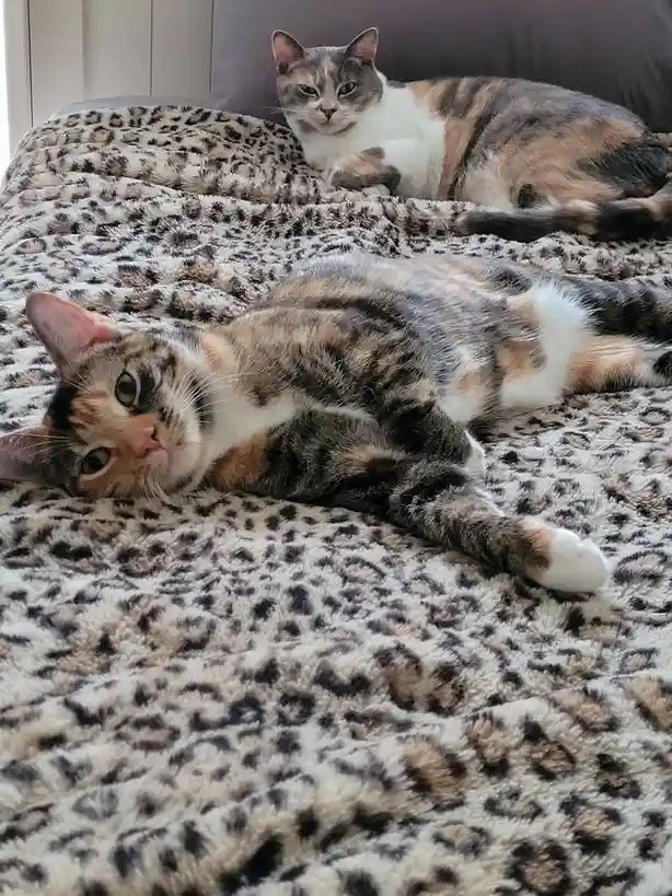 Two calico cats are lounging on a leopard-print blanket; the foreground cat lies on its side looking up with a relaxed…