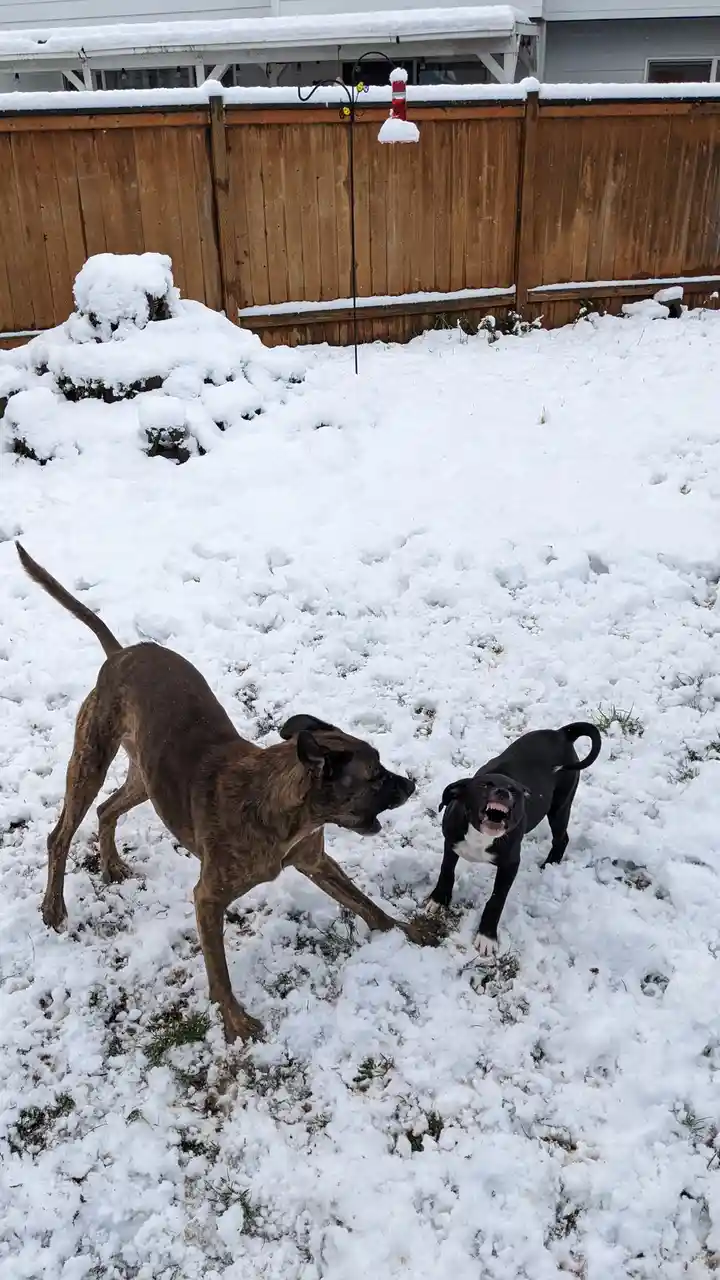 Two dogs are in a snowy backyard; one brown brindle dog lunges toward a black and white dog that is barking aggressively…