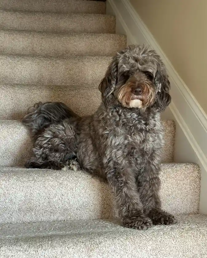 A fluffy, grayish-brown dog with curly fur sits upright on a carpeted staircase, looking directly at the camera with a calm…