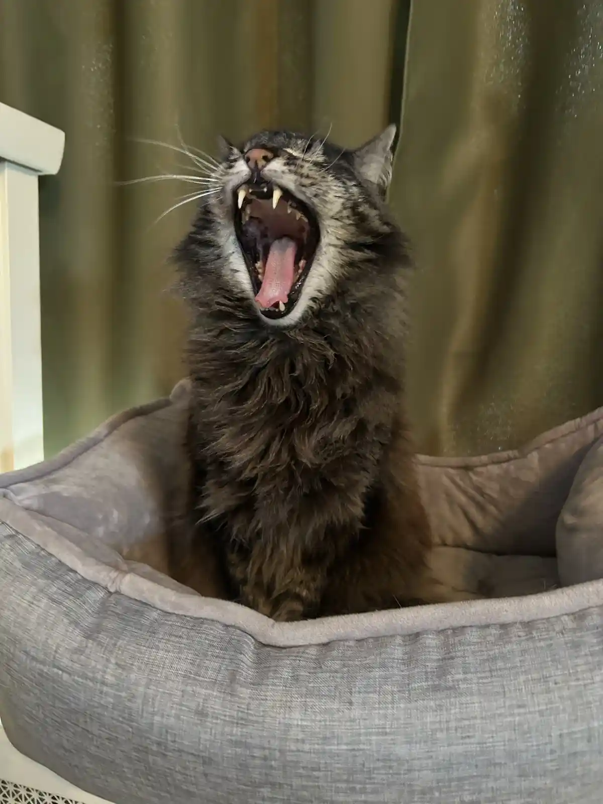 A long-haired tabby cat is sitting upright in a grey fabric pet bed, yawning widely with its mouth open, tongue out, and…