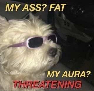A small, fluffy white dog wearing purple sunglasses looks off to the side. Overlaid text in yellow and red reads 'MY ASS?…
