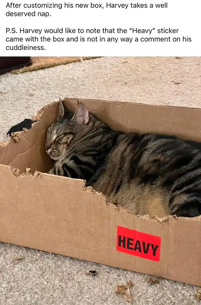 A tabby cat named Harvey is sleeping soundly inside a cardboard box that has been chewed on and customized. A red 'HEAVY'…