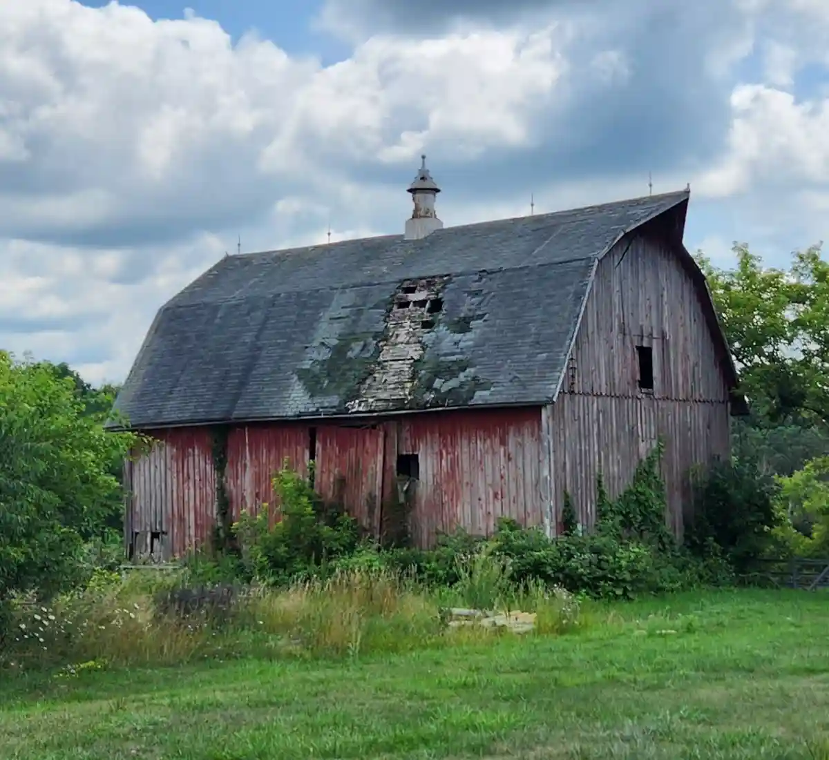 An old, weathered red barn with a damaged roof showing exposed wooden beams and missing shingles, surrounded by overgrown…