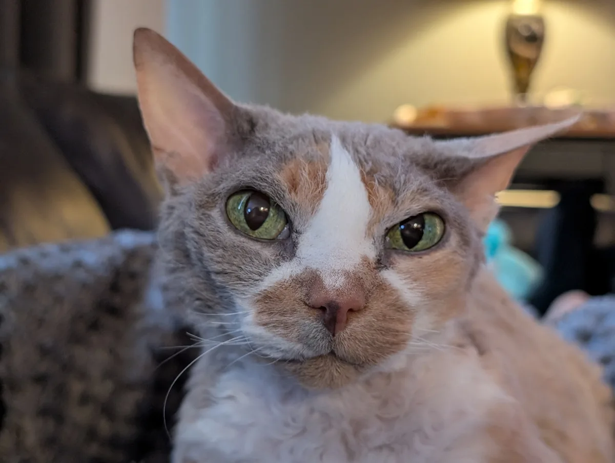 Celebrating Christmas with my adorable Cornish Rex!