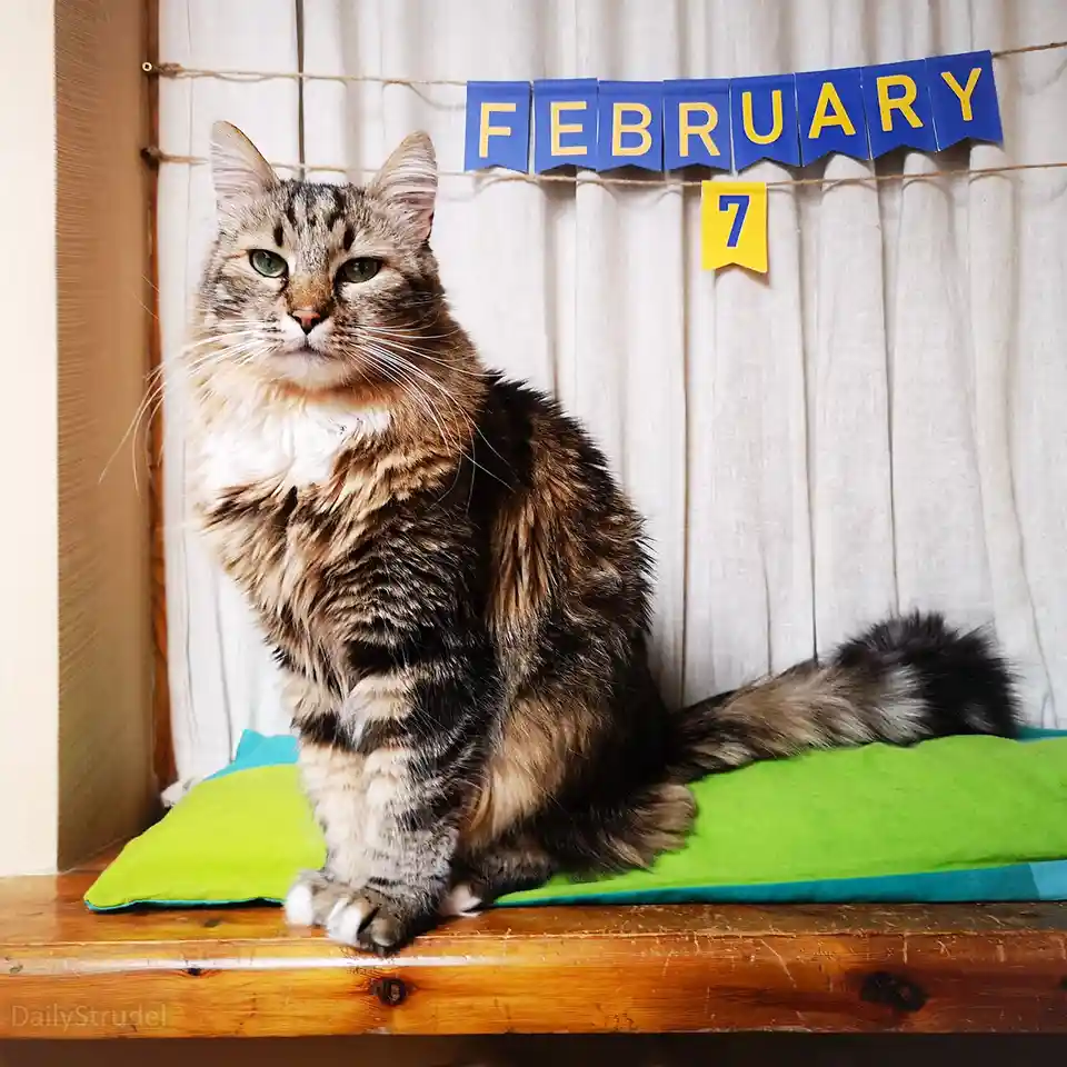 A fluffy tabby cat with green eyes sits regally on a green cushion atop a wooden surface, looking directly at the camera…