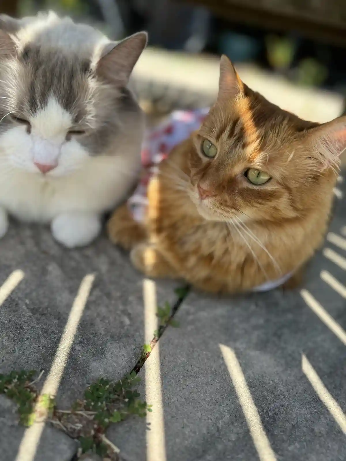 Two cats sit on a paved surface with sunlight casting striped shadows. The cat on the left, fluffy and grey-and-white, has…