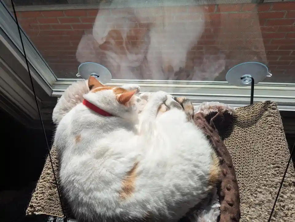 A fluffy white and orange cat with a red collar is curled up asleep on a cardboard scratcher perch attached to a window. The…