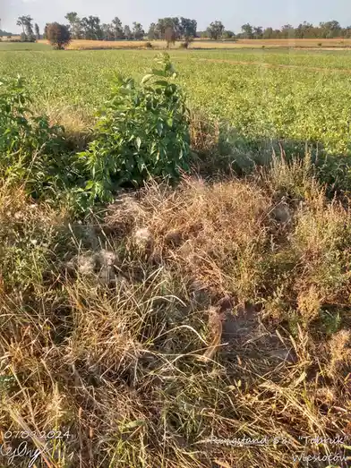 A photo of a grassy field with wild plants and dry grass under warm sunlight, featuring overlaid text in the bottom corners…