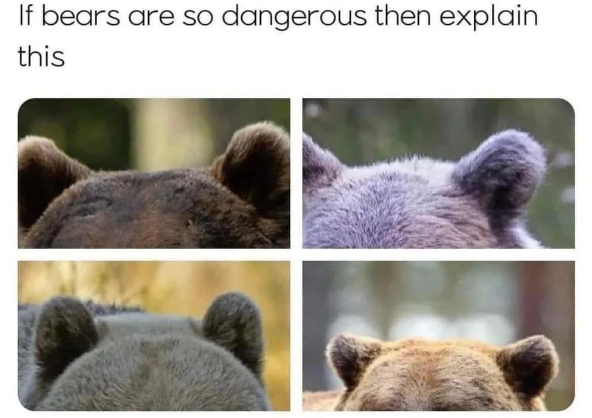 The image displays four close-up photos of bears viewed from behind, each showing the top of their heads and rounded ears…