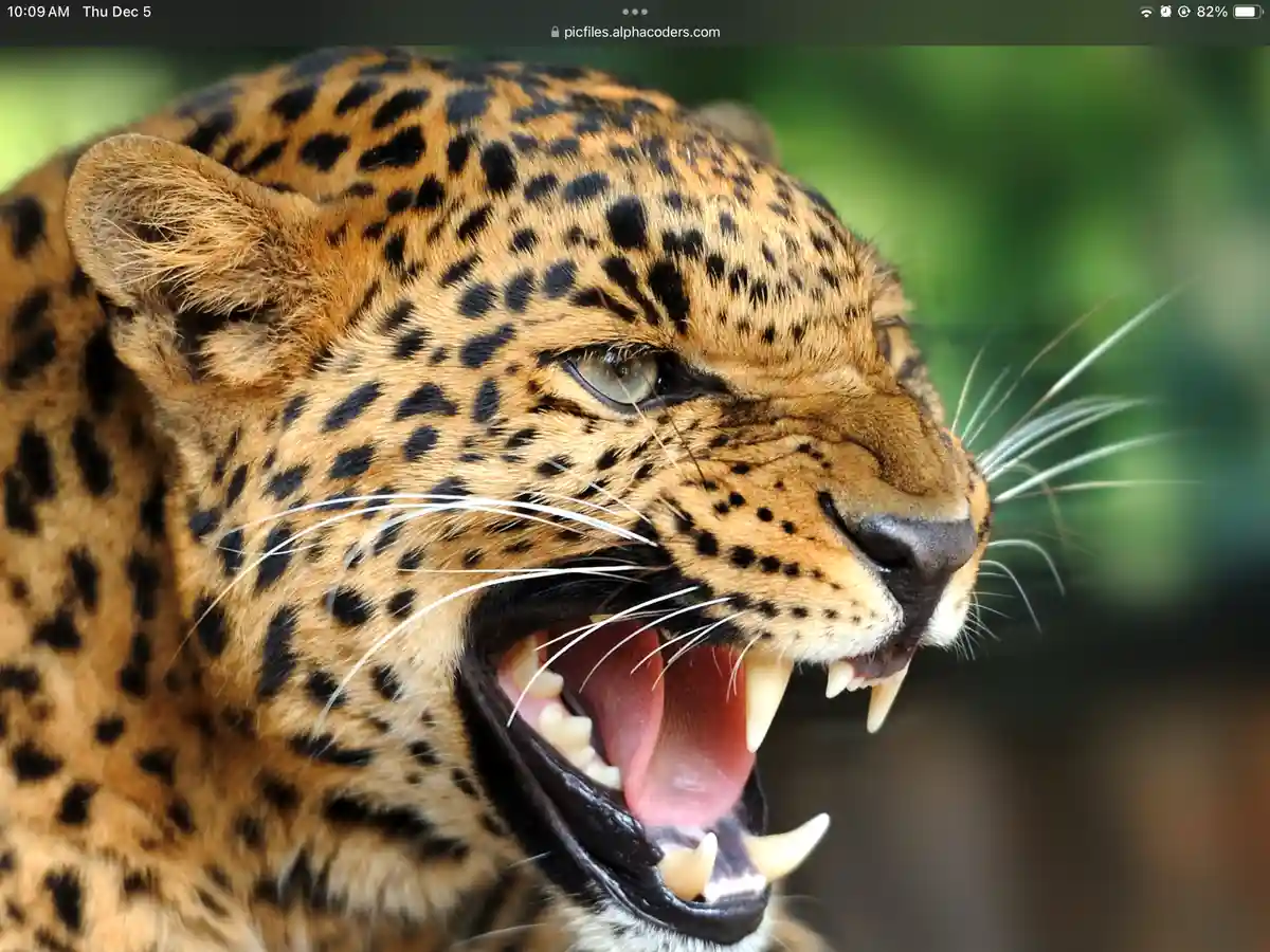 A close-up photo of a leopard with its mouth wide open, showing sharp teeth and a pink tongue, against a blurred green…