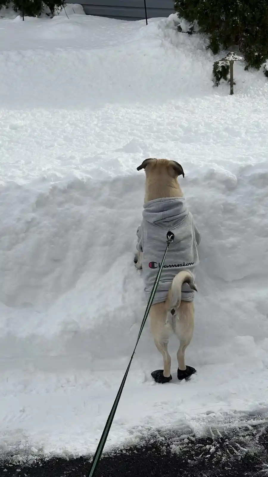 A light-colored pug, viewed from behind, stands in a snowy yard wearing a grey Champion hoodie and black booties, facing a…