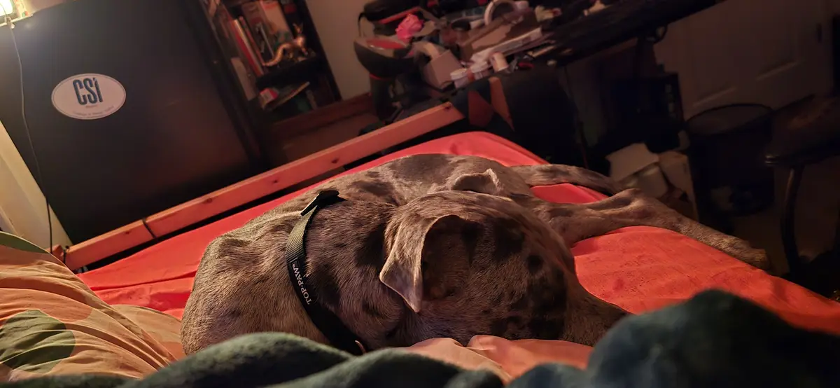 A large, brindle-coated dog is sleeping soundly on a red bedspread in a cluttered room, with a 'CSI' logo visible on a…