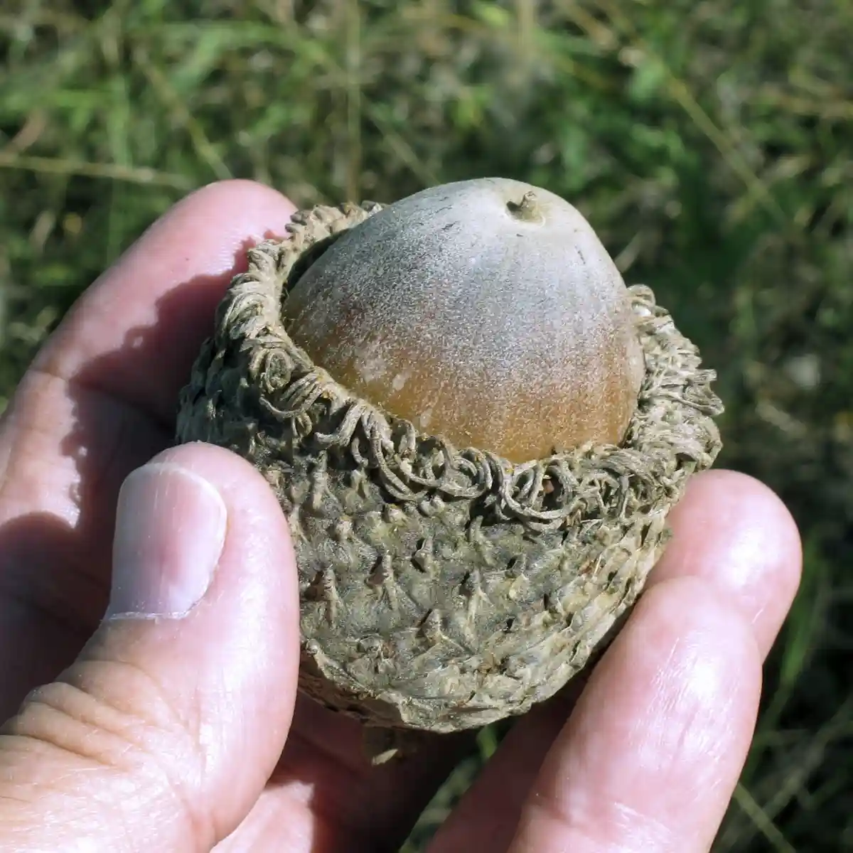 A close-up photo shows a person's hand holding an acorn with its cap still attached, revealing the smooth, rounded nut…