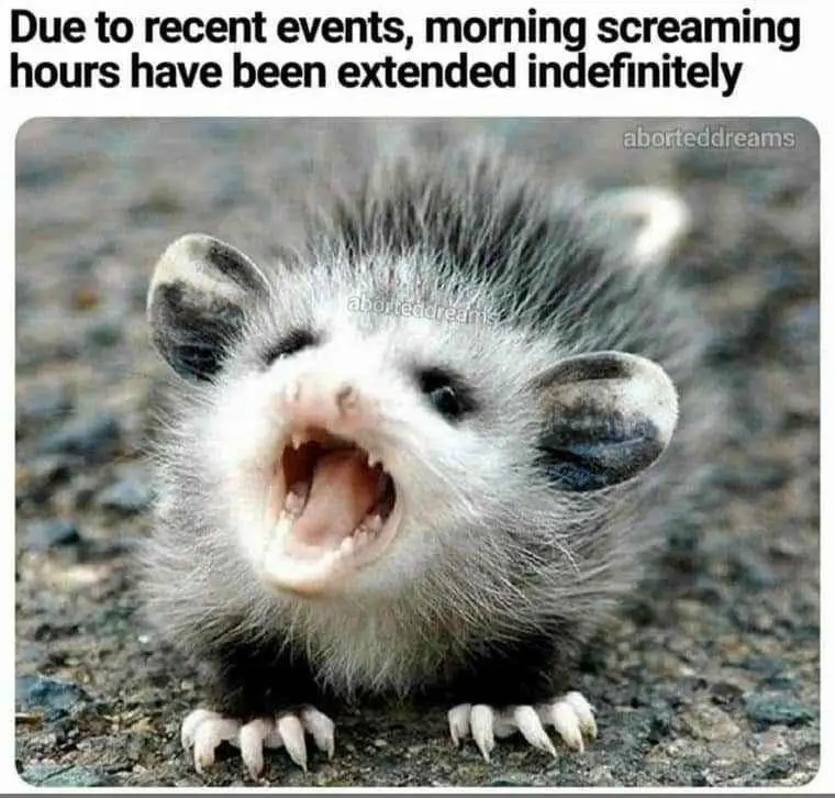 A close-up photo of a small, furry opossum with its mouth wide open in a scream, showing its teeth and tongue, standing on a…