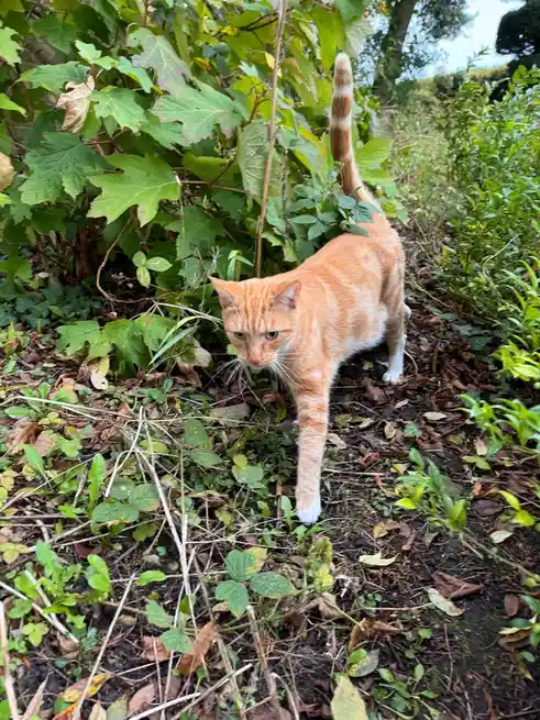 An orange tabby cat with white paws and a striped tail walks cautiously through a garden with green foliage and fallen…