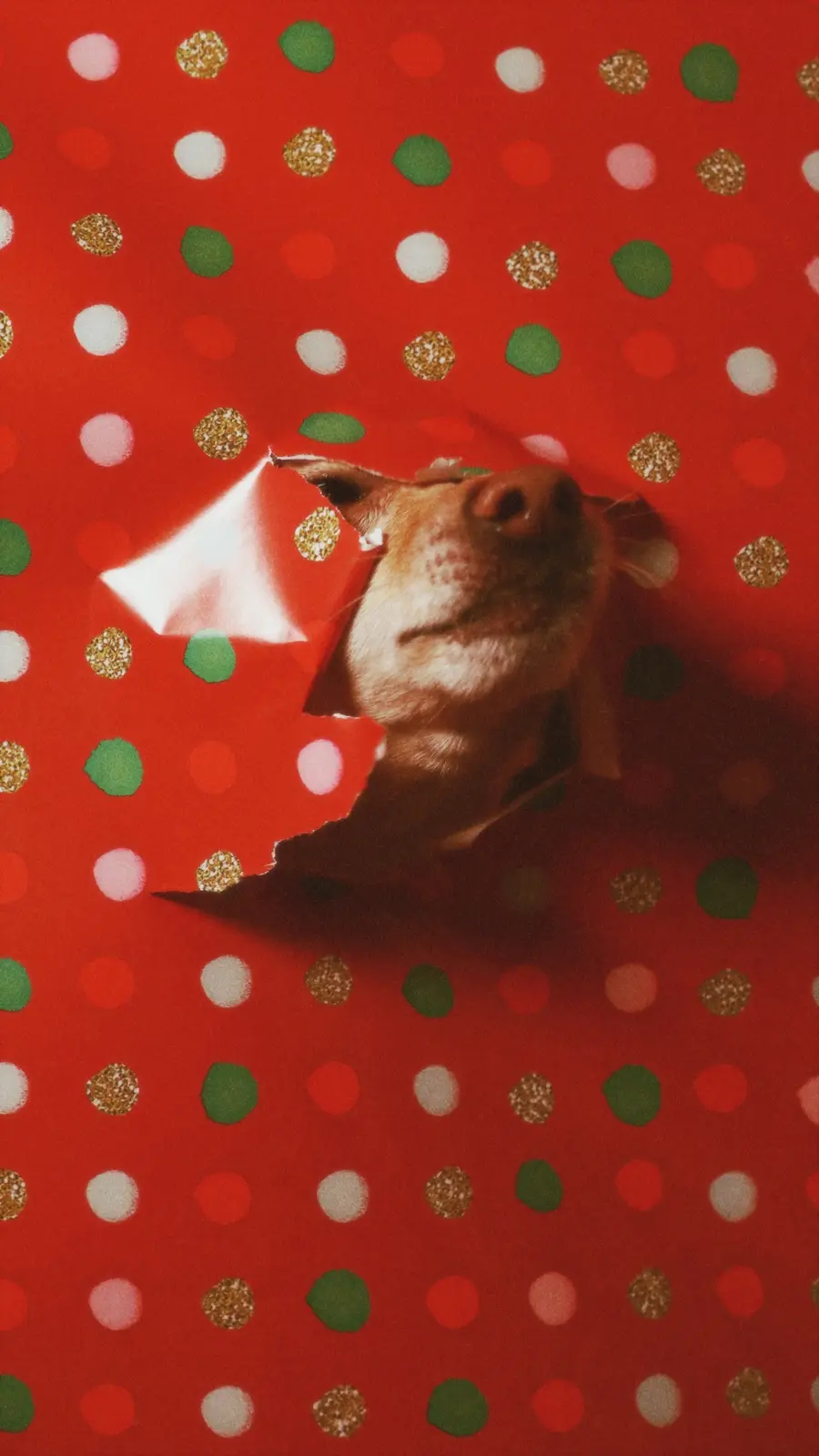 A dog's face peeks out from a torn hole in festive red wrapping paper decorated with glittery white, green, and gold polka…
