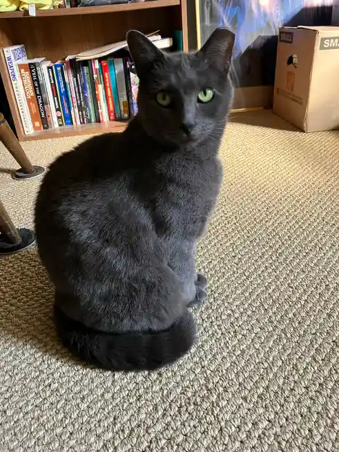 A sleek gray cat with bright green eyes sits upright on a textured beige carpet, looking directly at the camera with a…