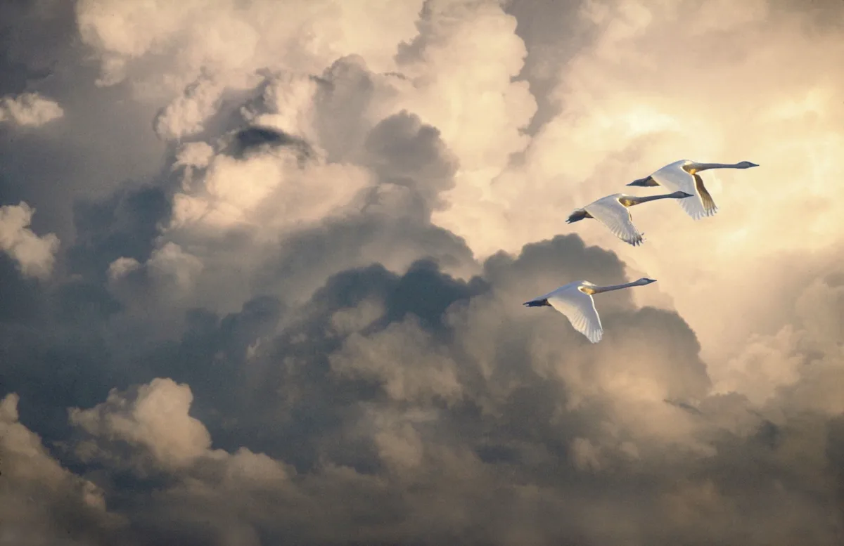 Three white swans fly in formation against a dramatic sky with dark and light clouds. The overlaid text reads 'i'm not…