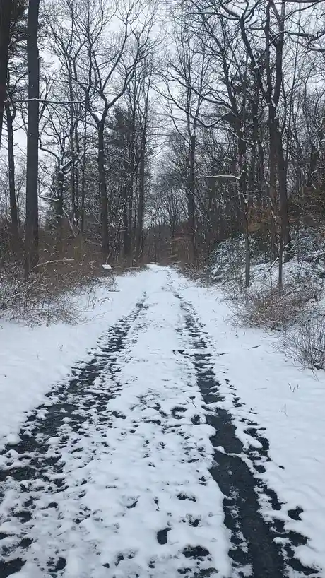 A snowy forest path with footprints and tire tracks leading into the woods, surrounded by bare trees. Overlaid text reads…