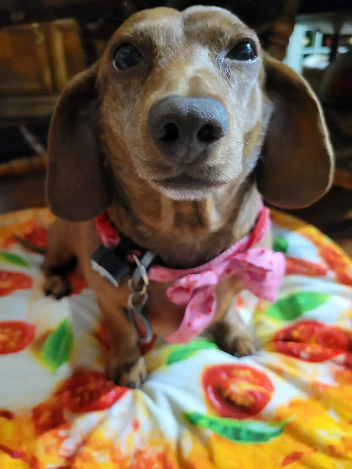 A close-up photo of a brown dachshund with large, expressive eyes looking directly at the camera, wearing a pink polka-dot…