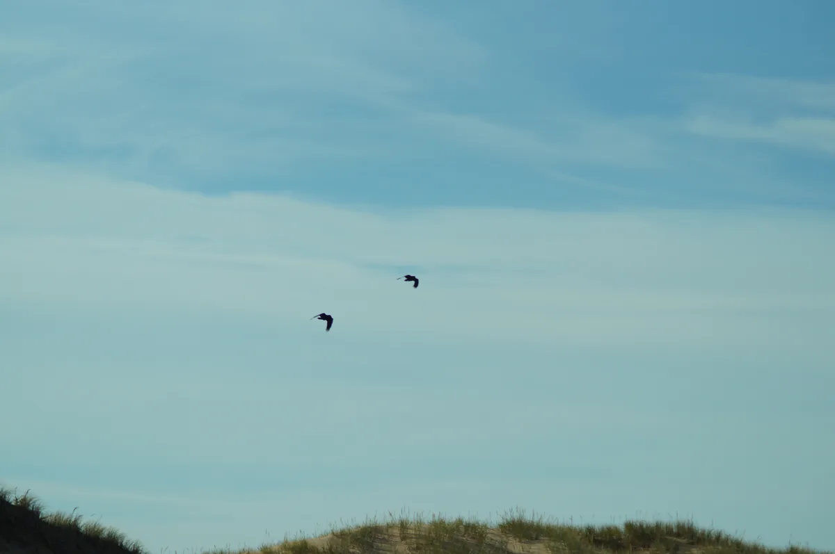 Two dark birds are flying in a vast, pale blue sky with wispy clouds, above a grassy dune line at the bottom of the frame…