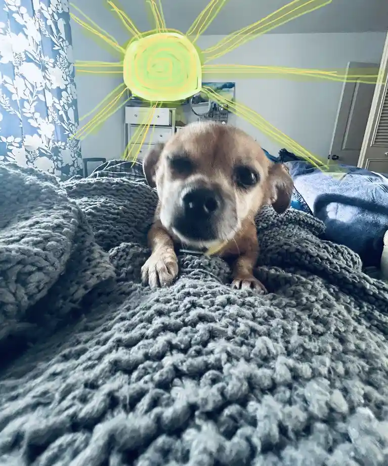 A small brown dog with a sad or tired expression lies on a thick grey knit blanket, looking directly at the camera. A…