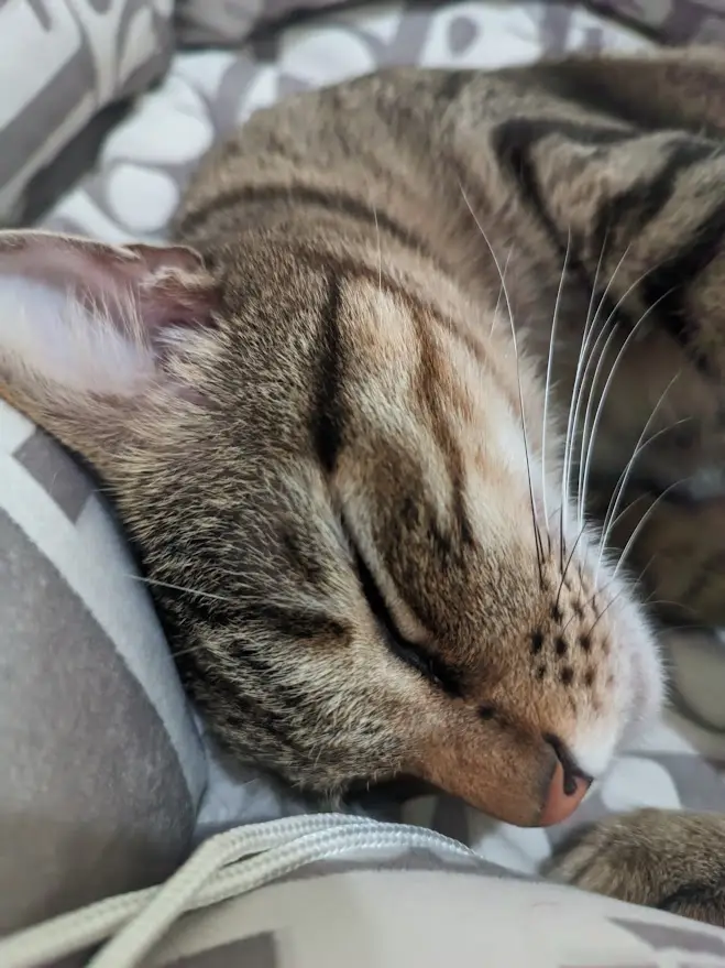 A close-up photo of a brown tabby cat sleeping peacefully with its eyes closed, nestled on a patterned gray and white…