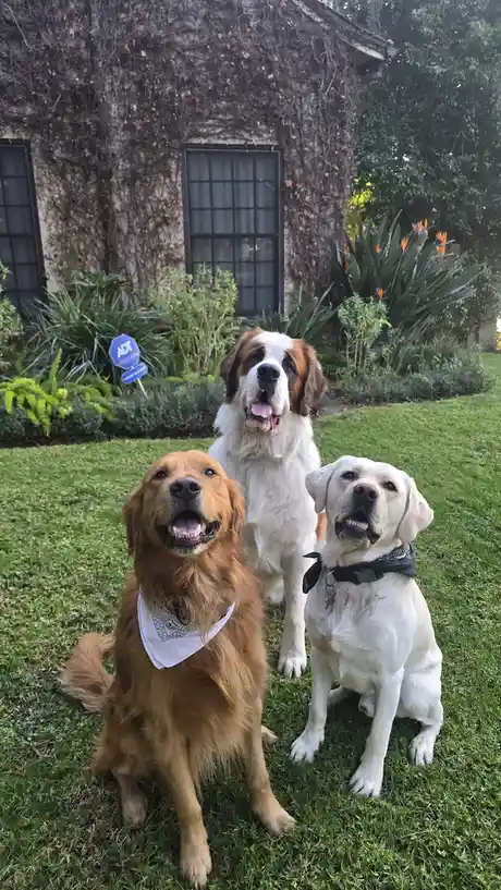 Three dogs—a golden retriever, a Saint Bernard, and a yellow Labrador—sit on a grassy lawn in front of a house covered in…