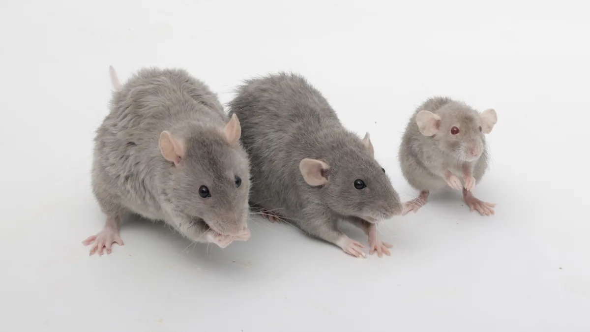 Three gray rats are lined up on a plain white surface, with the two on the left appearing to be eating something while the…