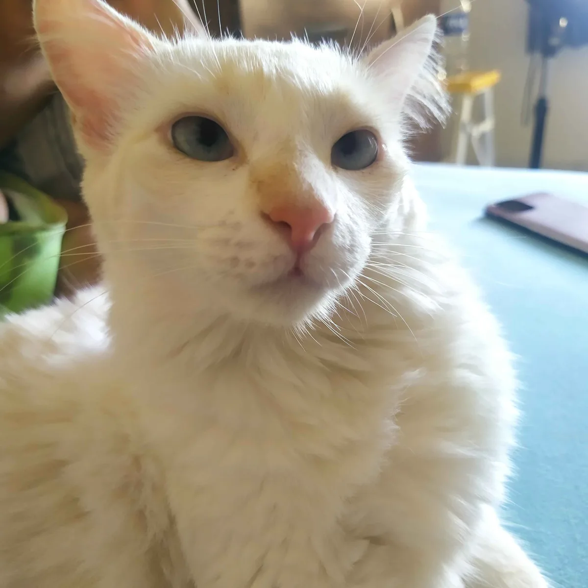 A close-up photo of a fluffy white cat with striking blue eyes and a small brown patch on its nose, looking directly at the…