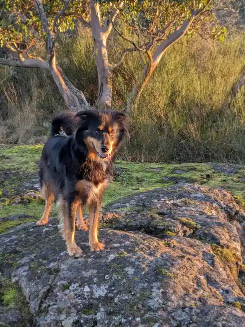 A black and tan dog stands proudly on a mossy rock in a sunlit, natural setting with trees and grass in the background. The…