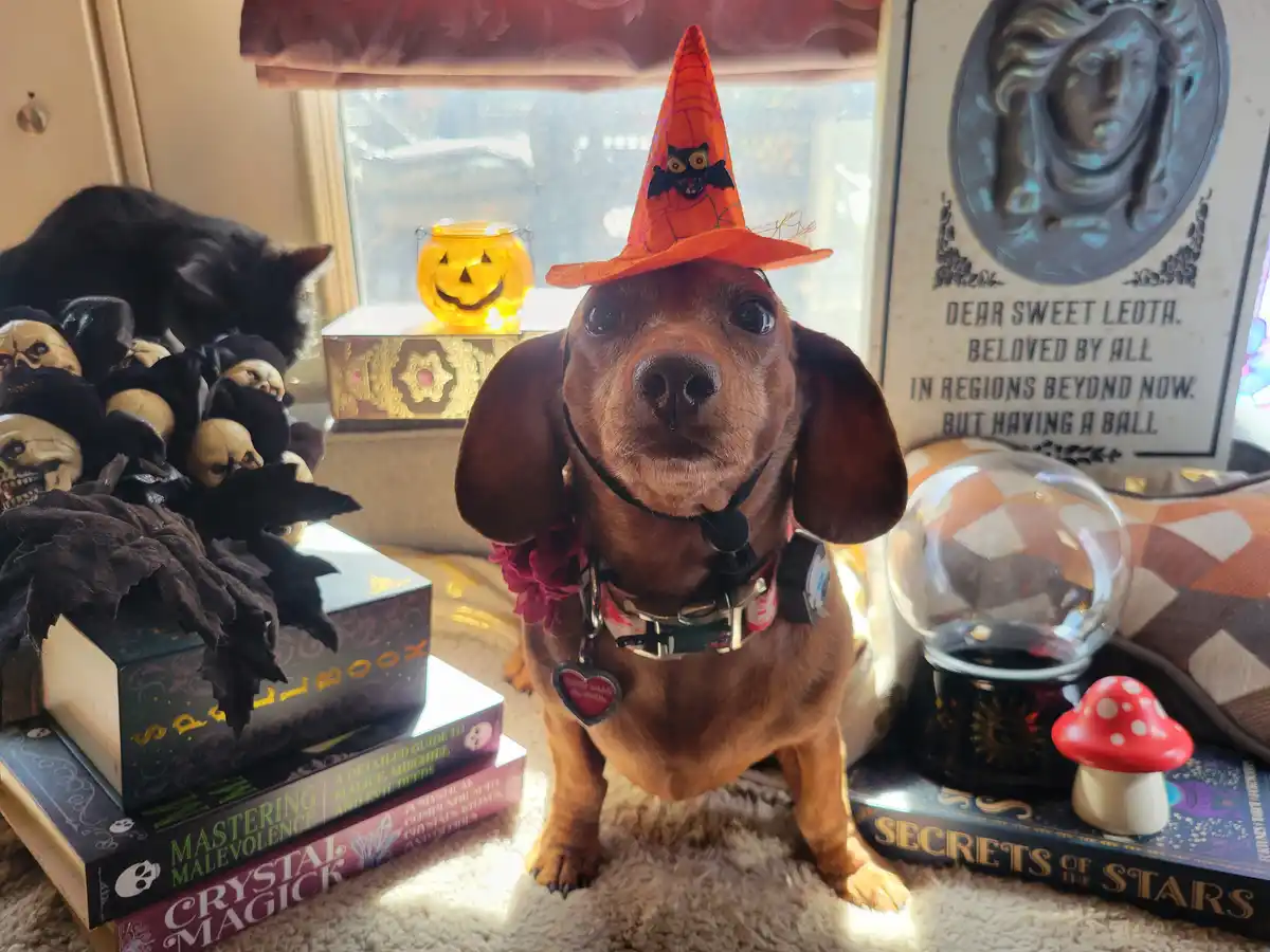 A brown dachshund wearing an orange witch hat with a bat decoration sits in front of a window surrounded by Halloween-themed…