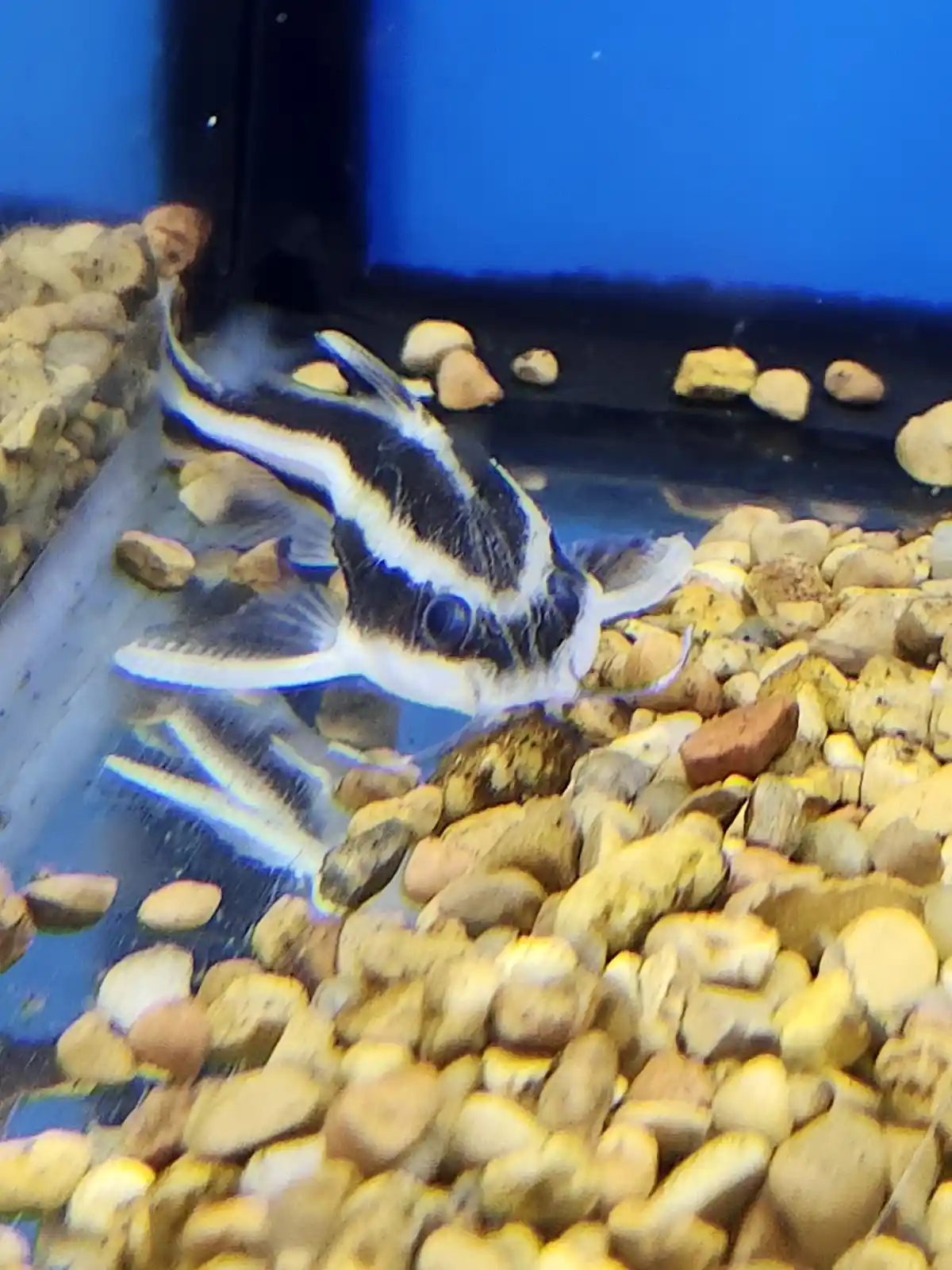 A black and white striped catfish with prominent whiskers is shown in an aquarium, resting near the gravel bottom. The fish…